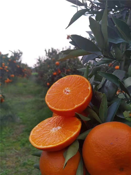 人與送菜公司及蔬菜農(nóng)產(chǎn)品茶葉種植的協(xié)同發(fā)展